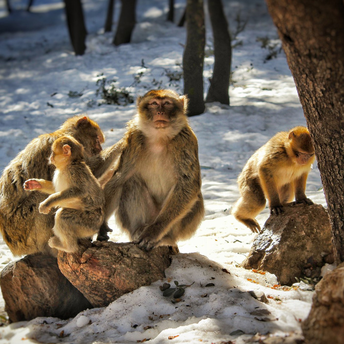 Middle Atlas day trip